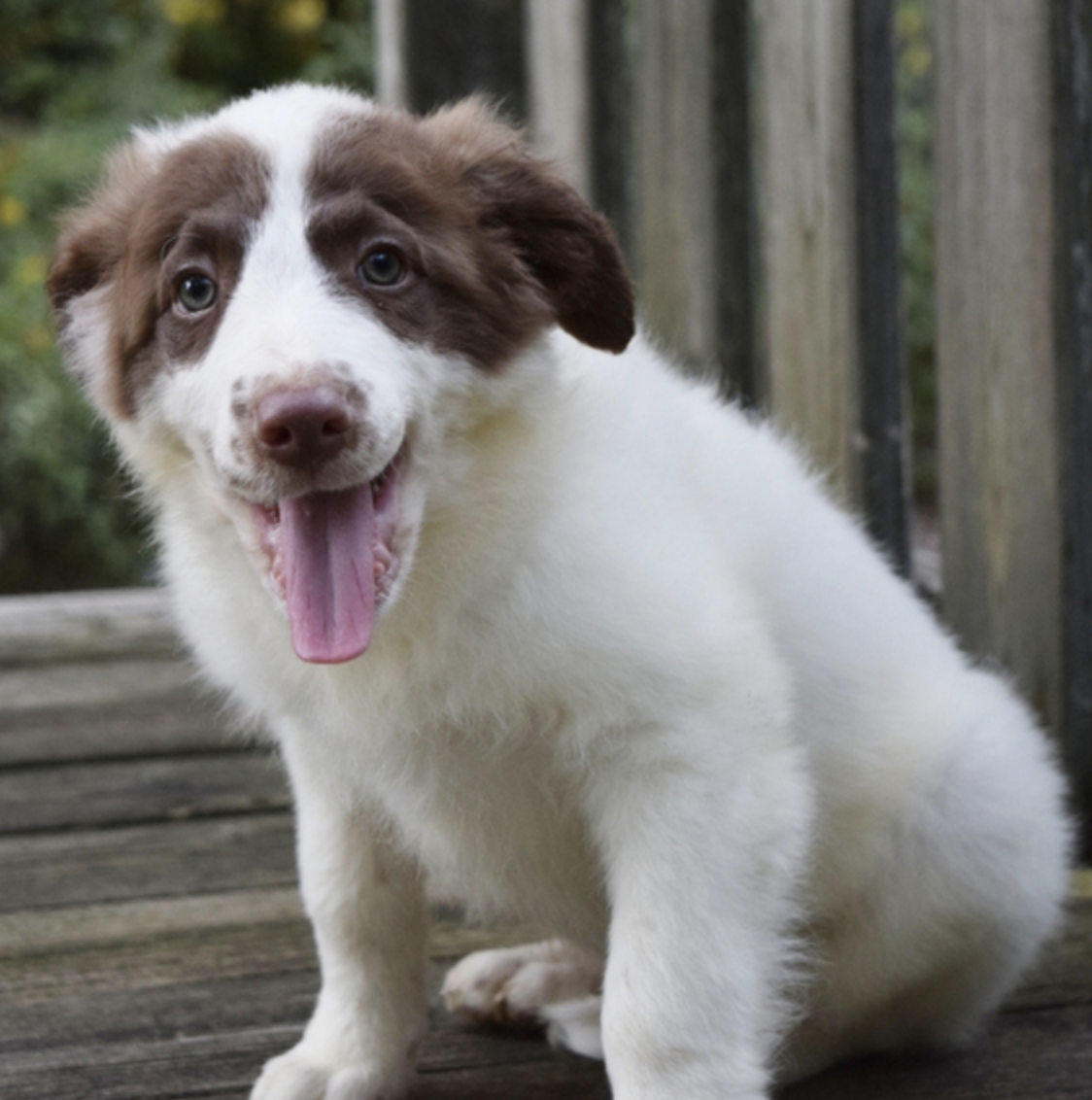 comprar cachorros sanos, baratos y asequibles para la venta